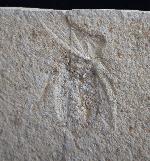 Scarabaeides deperditus GERMAR 1839 - Bild &copy; FossNet FossilienStore